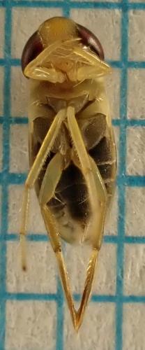 Réf. 272 870 : Cymatia coleoptrata
